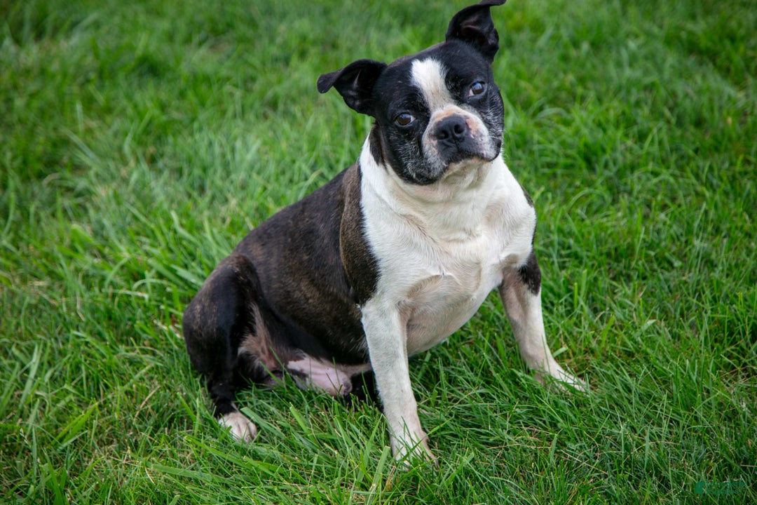 Boston Terrier dogs for sale: Max - Image 6