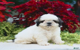 Shih Tzu dogs for sale: Ginger - Image 2