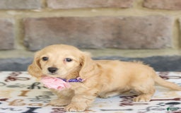 Miniature Dachshund dogs for sale: Willow - Image 2