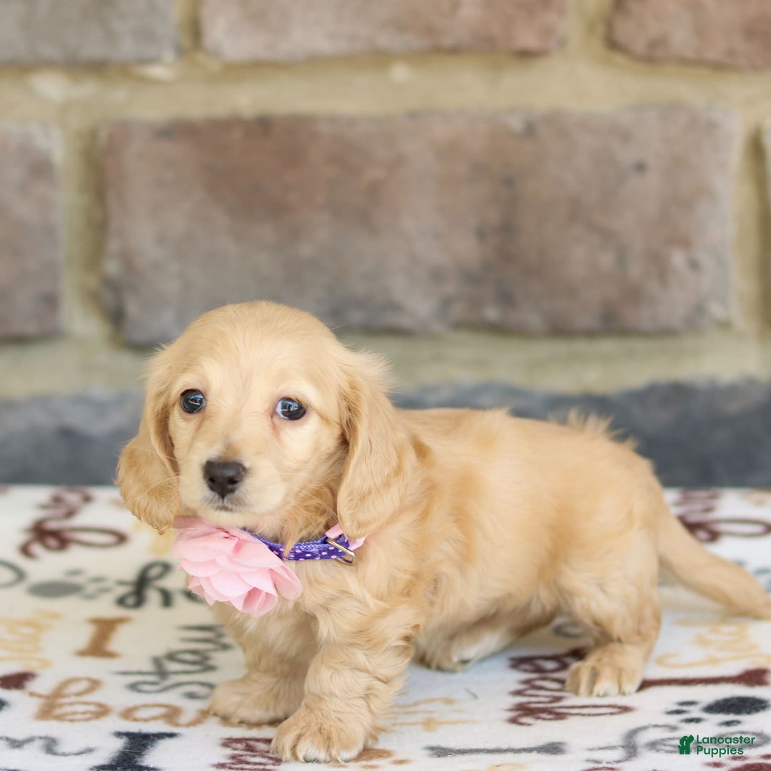 Miniature Dachshund dogs for sale: Willow - Image 2