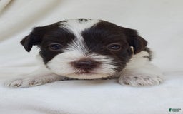 Schnoodle dogs for sale: Smores - Image 4