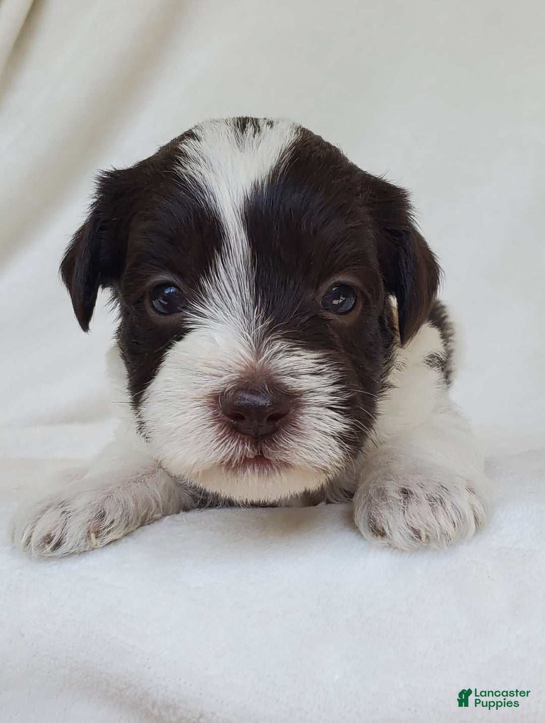 Schnoodle dogs for sale: Smores - Image 4