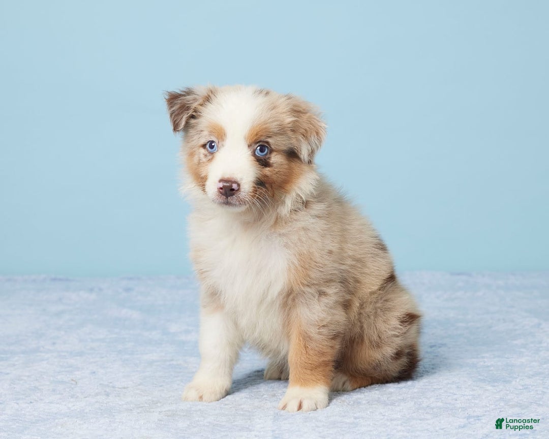 Australian Shepherd dogs for sale: Lola - Image 1