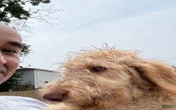 Goldendoodle dogs for sale: Luna - Image 7