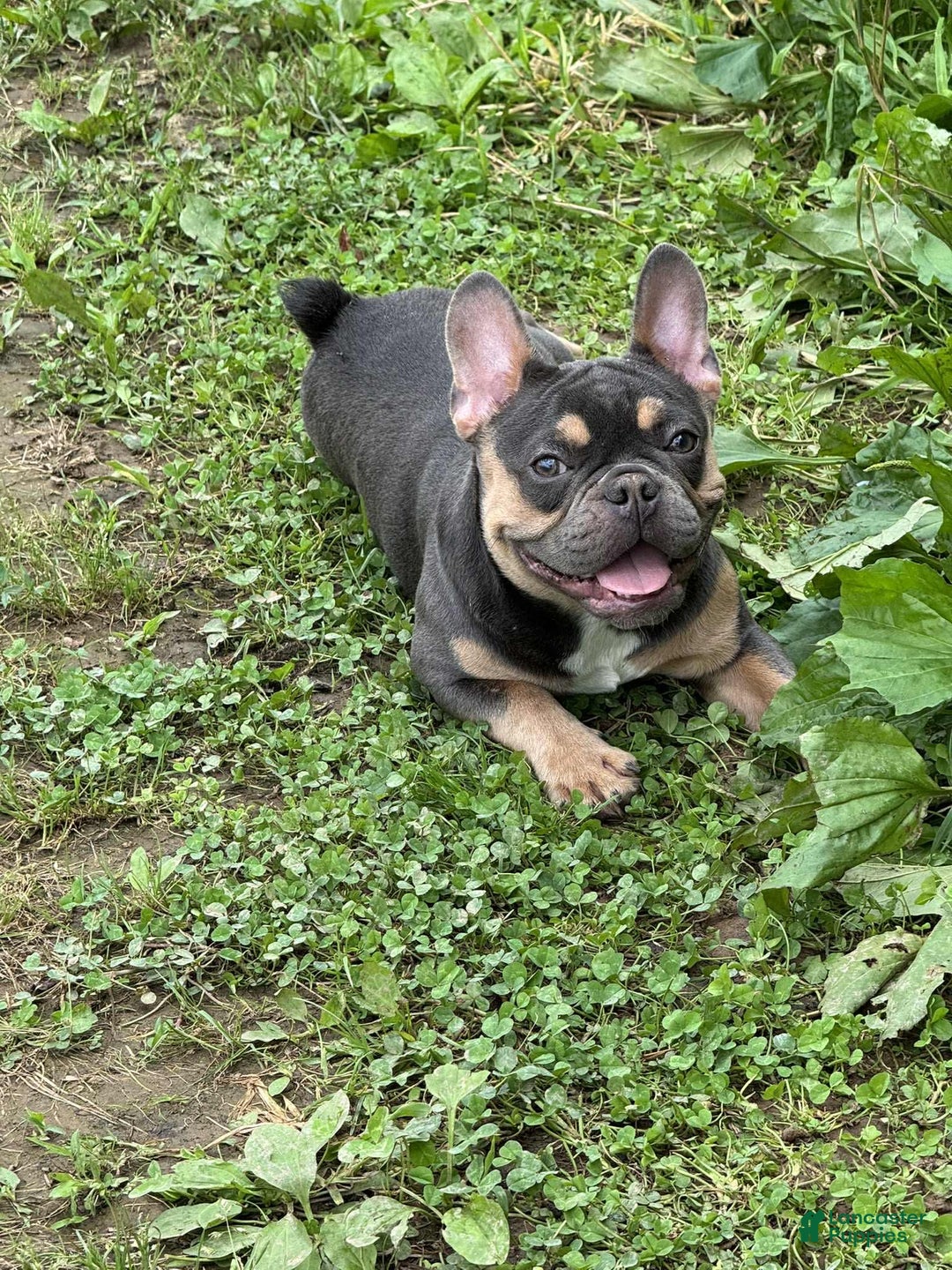 French Bulldog dogs for sale: Peanut - Image 4