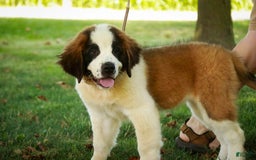 Saint Bernard dogs for sale: Madison - Image 10