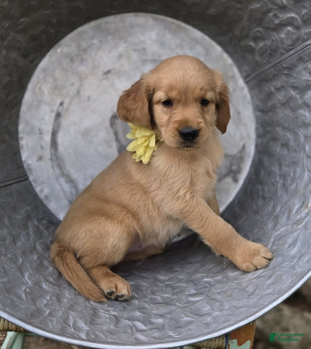 Golden Retriever dogs for sale: Sophie - Image 4