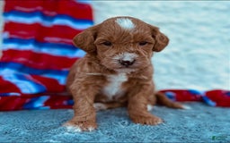 Mini Goldendoodle dogs for sale: Macy Mini F1b - Image 1