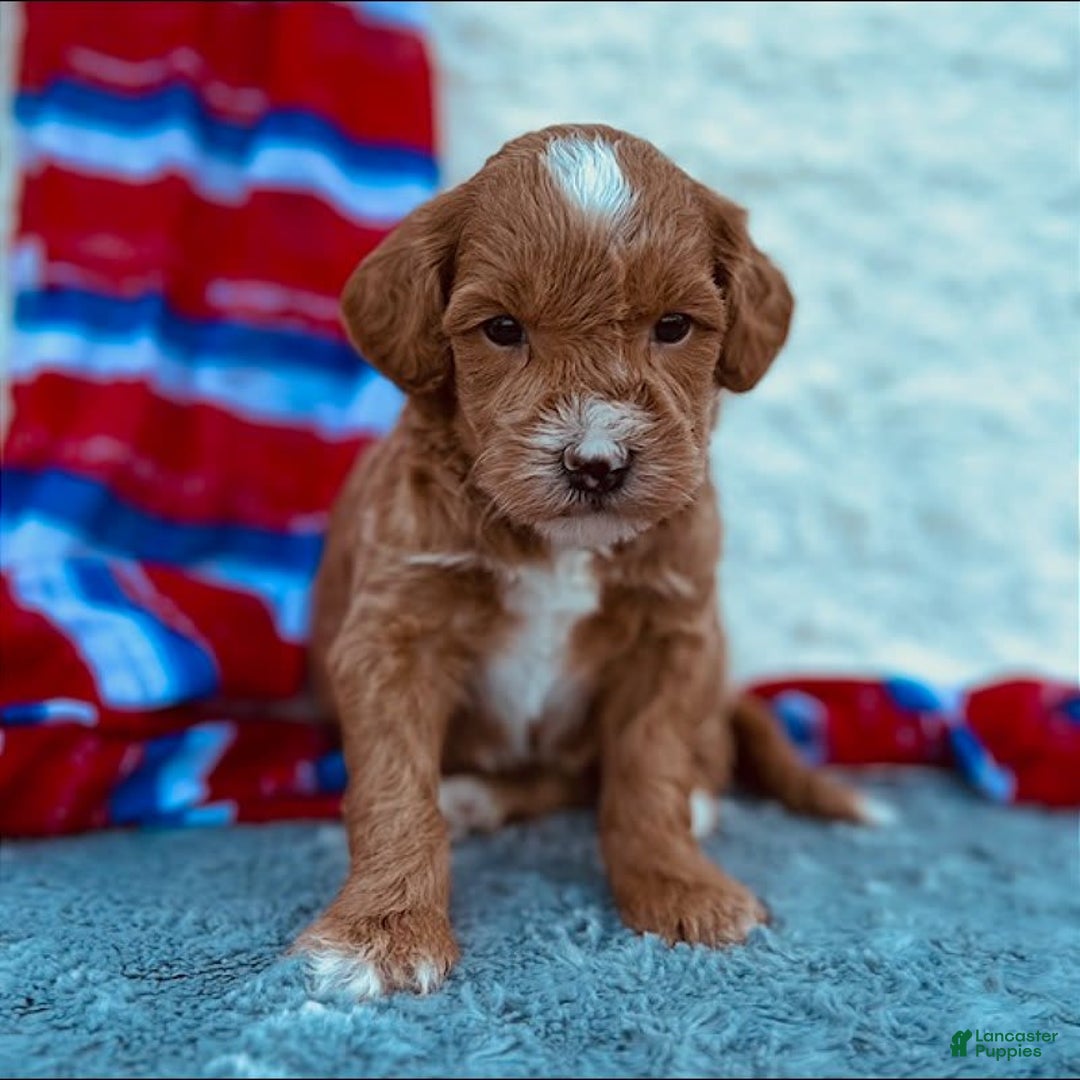 Mini Goldendoodle dogs for sale: Macy Mini F1b - Image 1