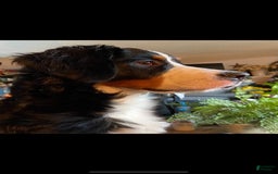 Mini Bernedoodle dogs for sale: Aelas Gray Boy - Image 22