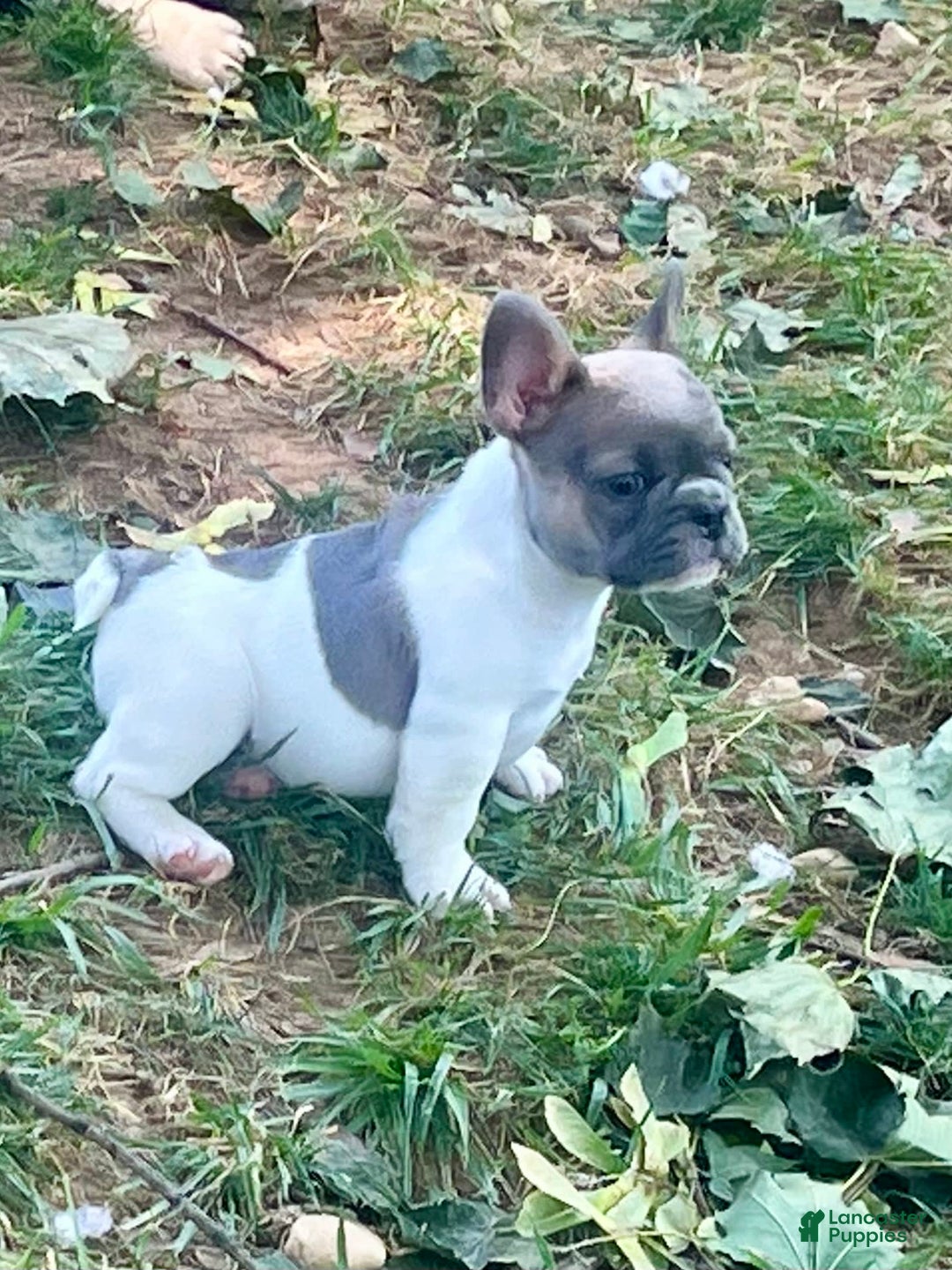 French Bulldog dogs for sale: Milton - Image 3