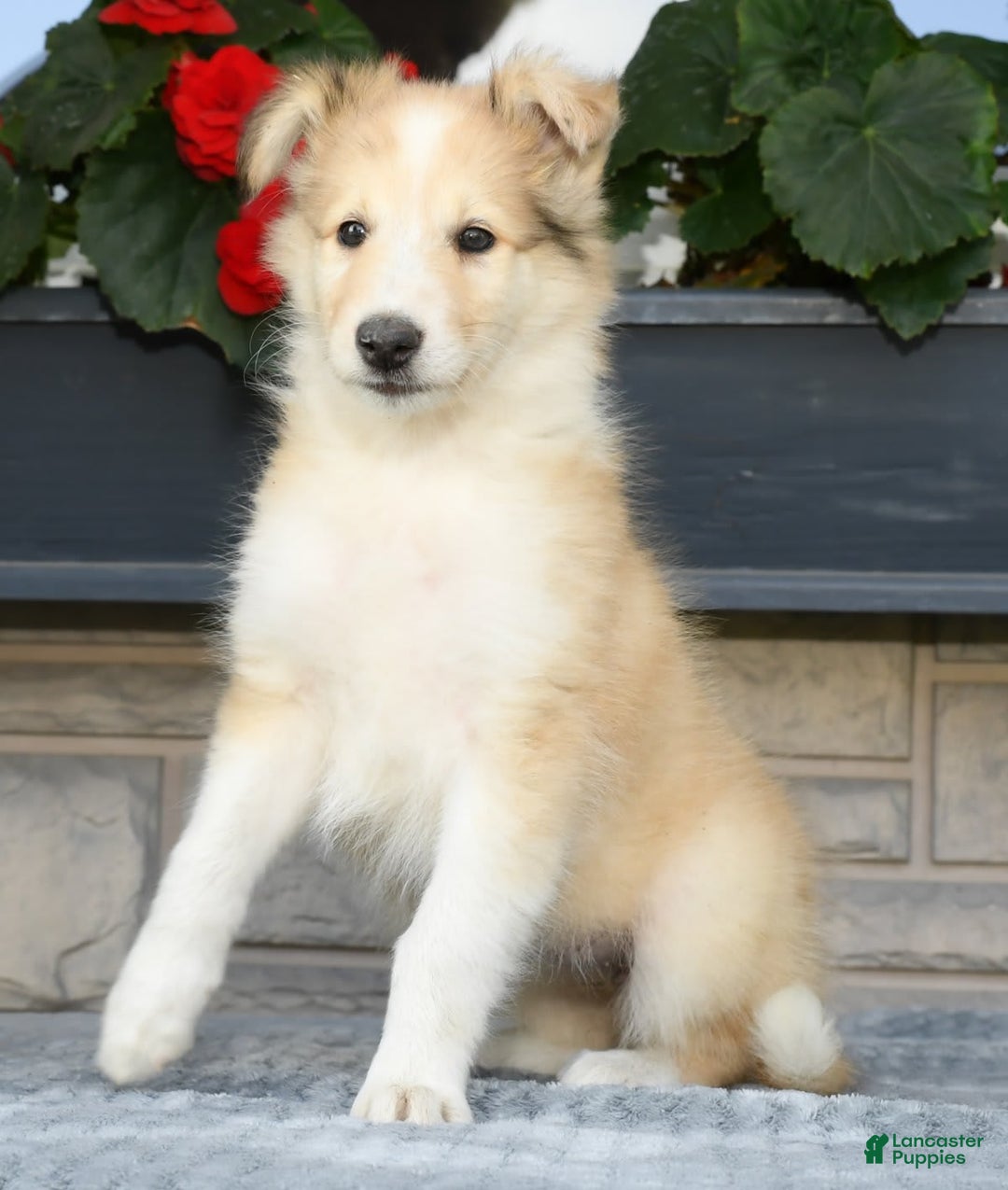 Collie dogs for sale: Penny - Image 6