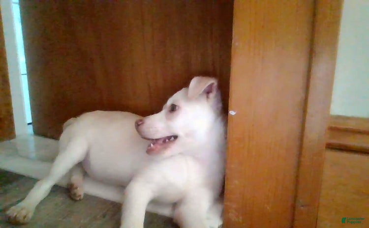 Mountain Cur dogs for sale - Ad 1