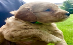 Labradoodle dogs for sale: Phoenix - Image 4