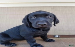 Labrador Retriever dogs for sale: Autumn - Image 1
