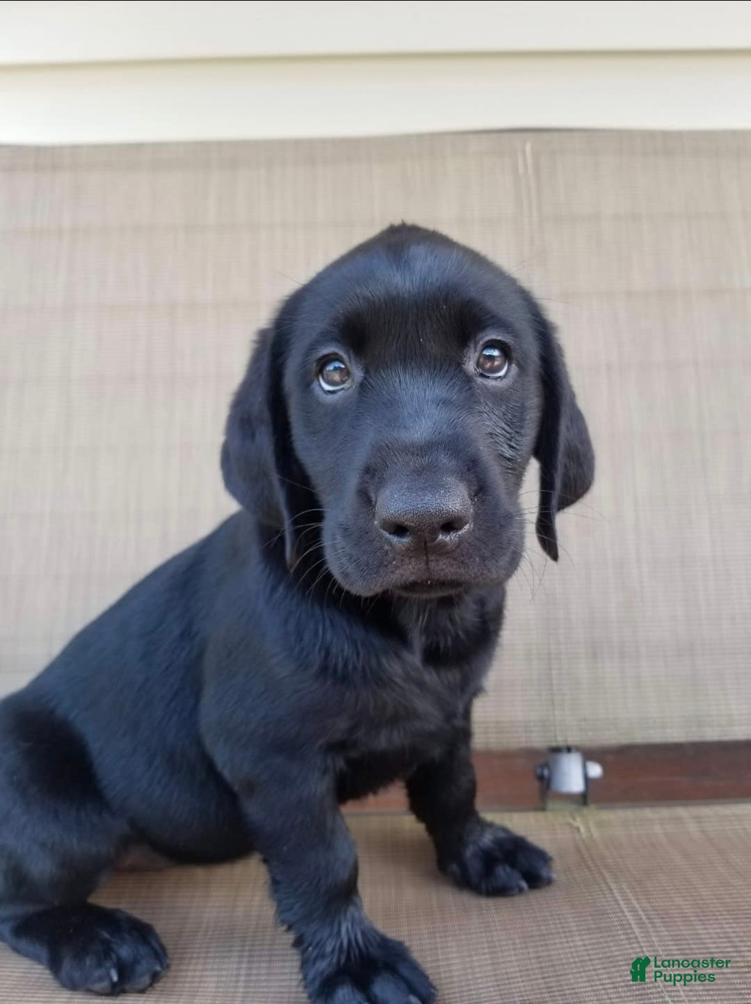 Labrador Retriever dogs for sale: Autumn - Image 1