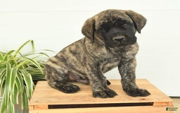 English Mastiff dogs for sale: Mr Grizzle - Image 8