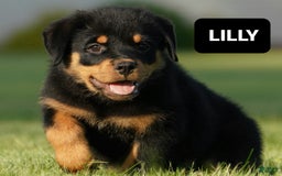 Rottweiler dogs for sale: Lilly - Image 4