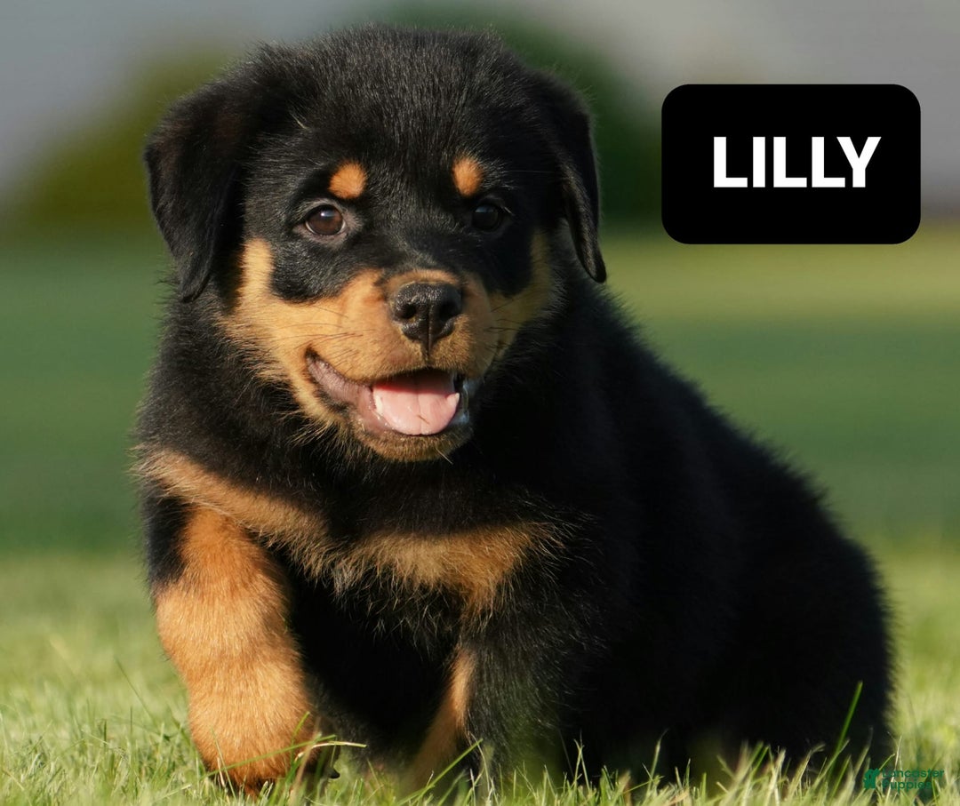 Rottweiler dogs for sale: Lilly - Image 4