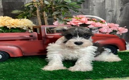 Miniature Schnauzer dogs for sale: Kira - Image 10