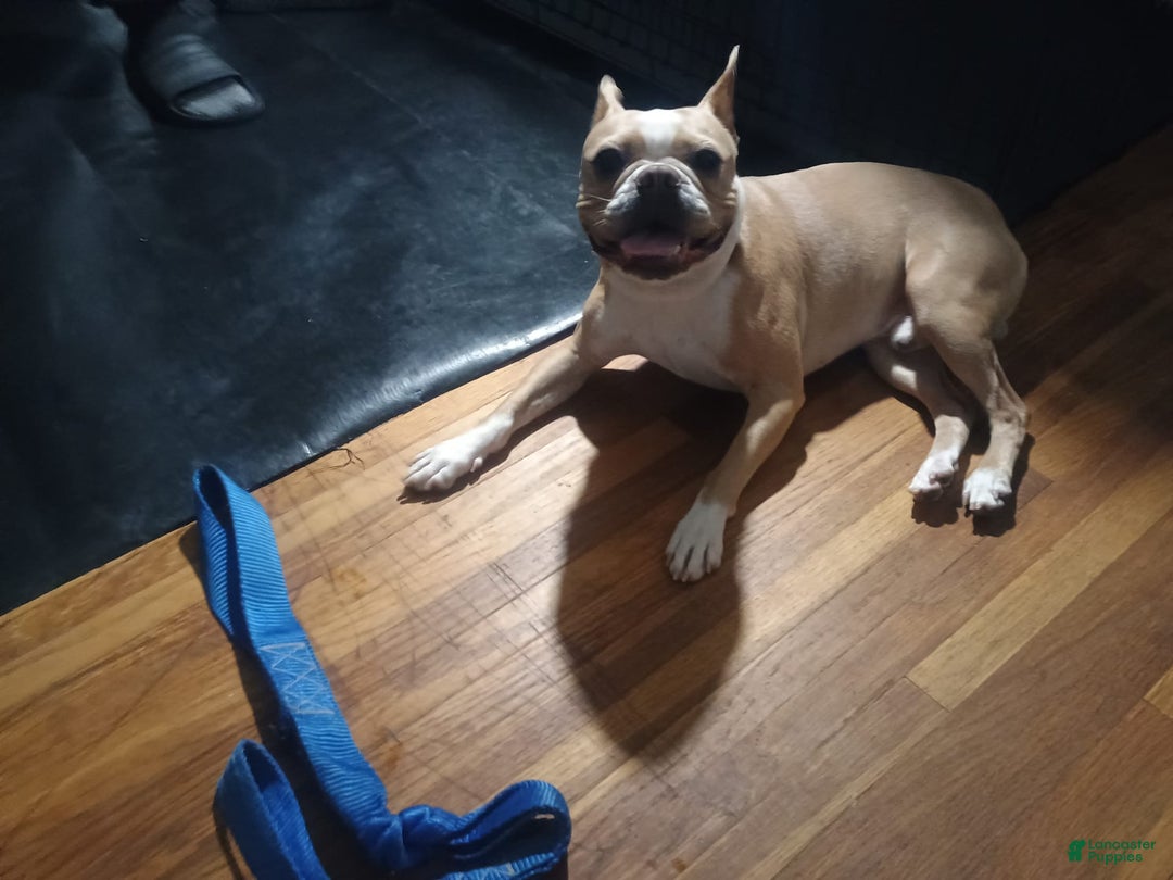 Boston Terrier dogs for sale: Lola - Image 11