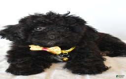 Shihpoo dogs for sale: Theo - Image 5