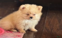 Pomeranian dogs for sale: Fluffy - Image 2