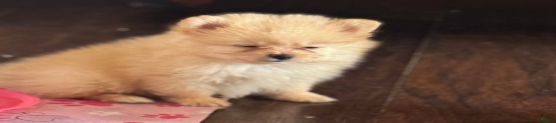 Fluffy