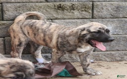 Anatolian Shepherd dogs for sale: Carly - Image 5