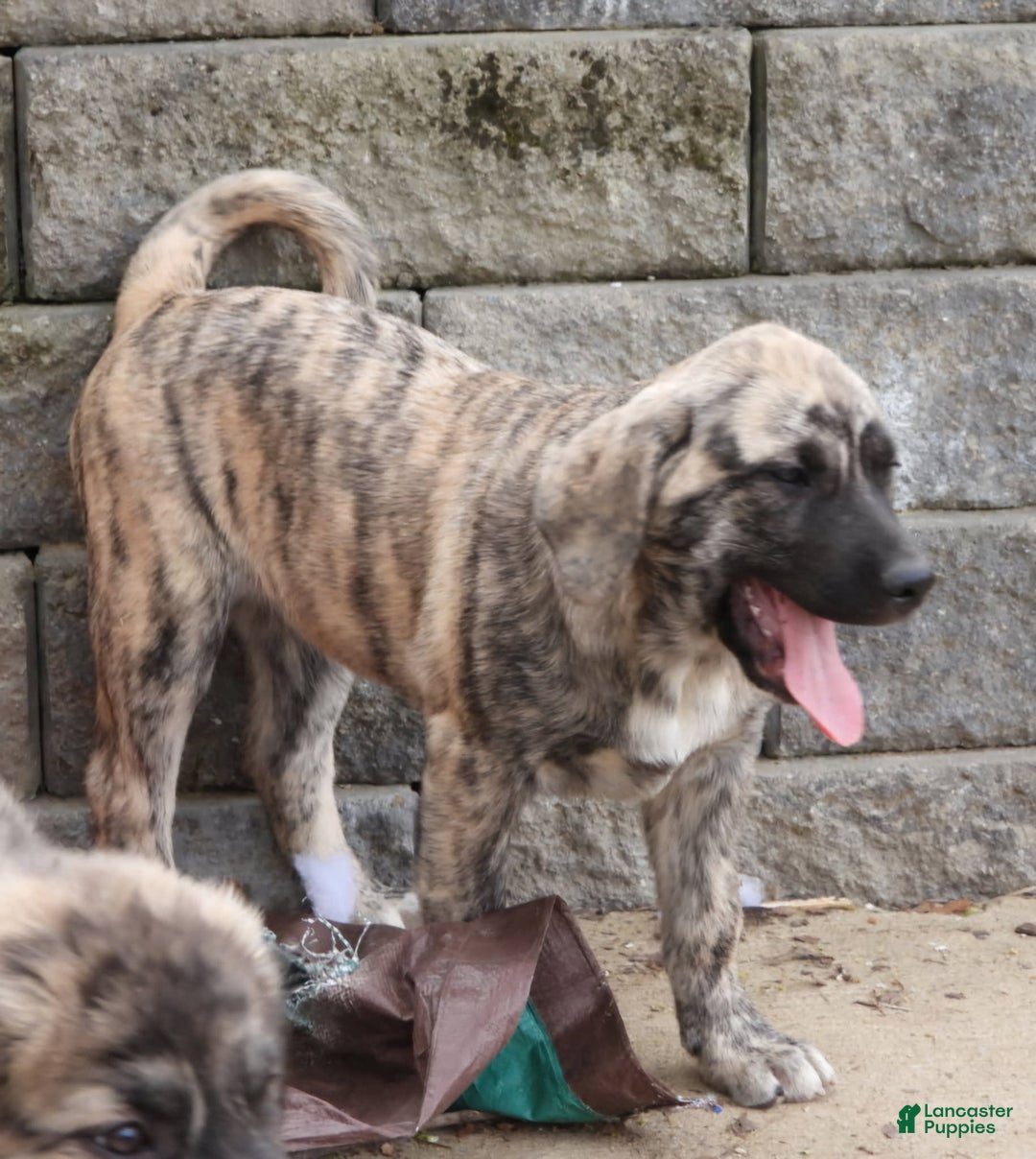 Anatolian Shepherd dogs for sale: Carly - Image 5