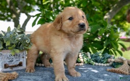 Golden Retriever dogs for sale: Lennon - Image 5