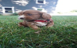 Cavapoo dogs for sale: Tanner - Image 4