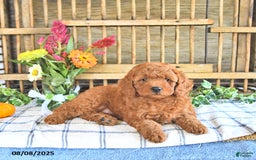 Mini Goldendoodle dogs for sale: Primrose - Image 3