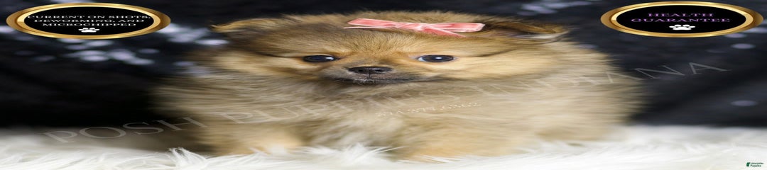 Sandie