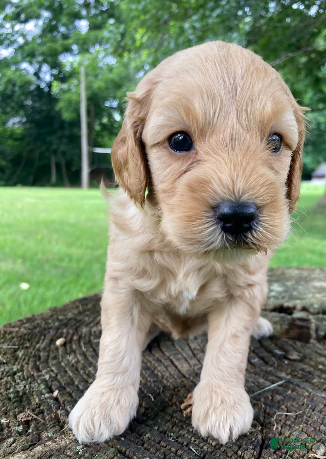 Labradoodle dogs for sale: Phoenix - Image 5