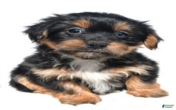 Shorkie dogs for sale: Winnie - Image 5
