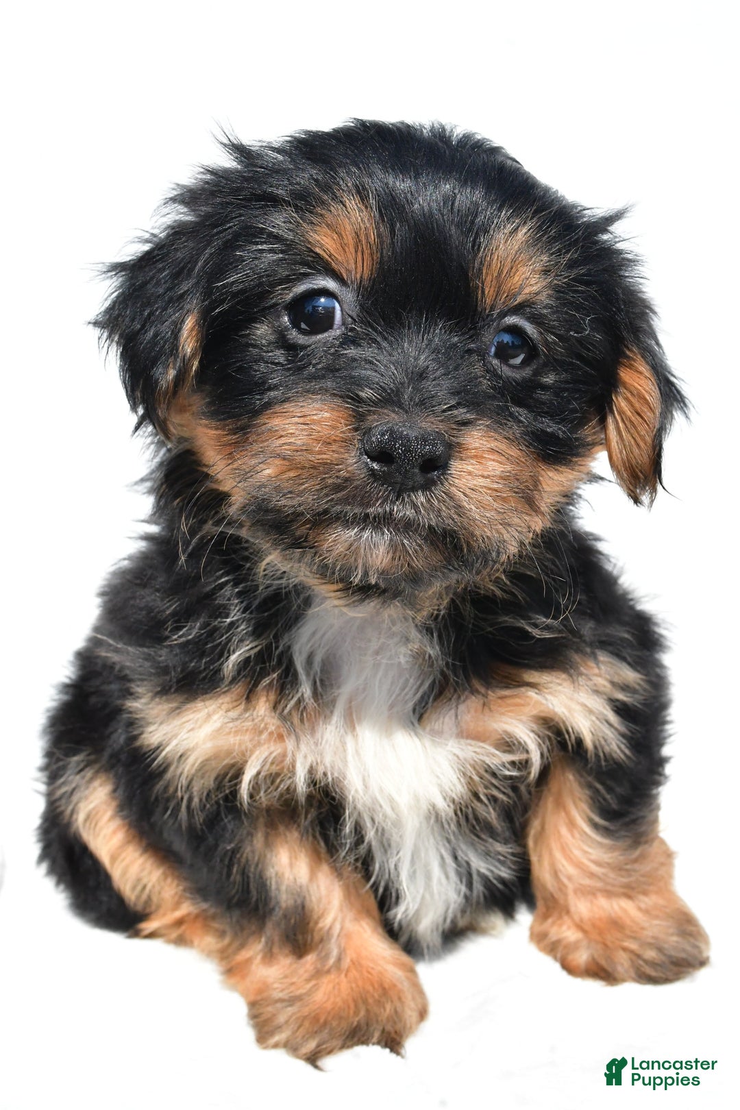 Shorkie dogs for sale: Winnie - Image 5
