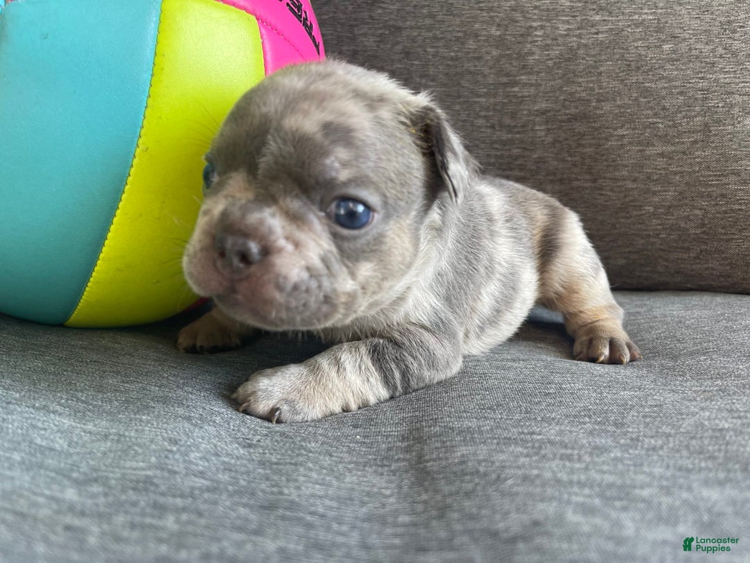 French Bulldog dogs for sale: Luna - Image 15