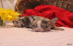 French Bulldog dogs for sale: Allison - Image 4