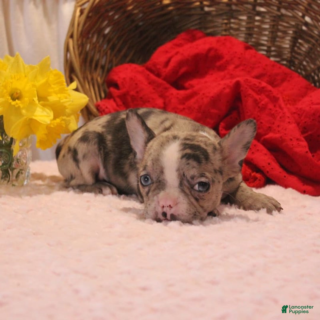French Bulldog dogs for sale: Allison - Image 4