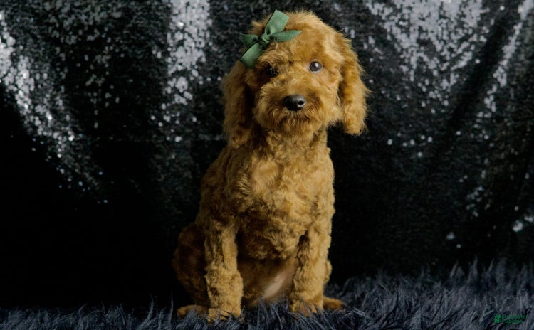 Maltipoo dogs - Advert 21