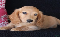 Miniature Dachshund dogs for sale: Frisco - Image 2