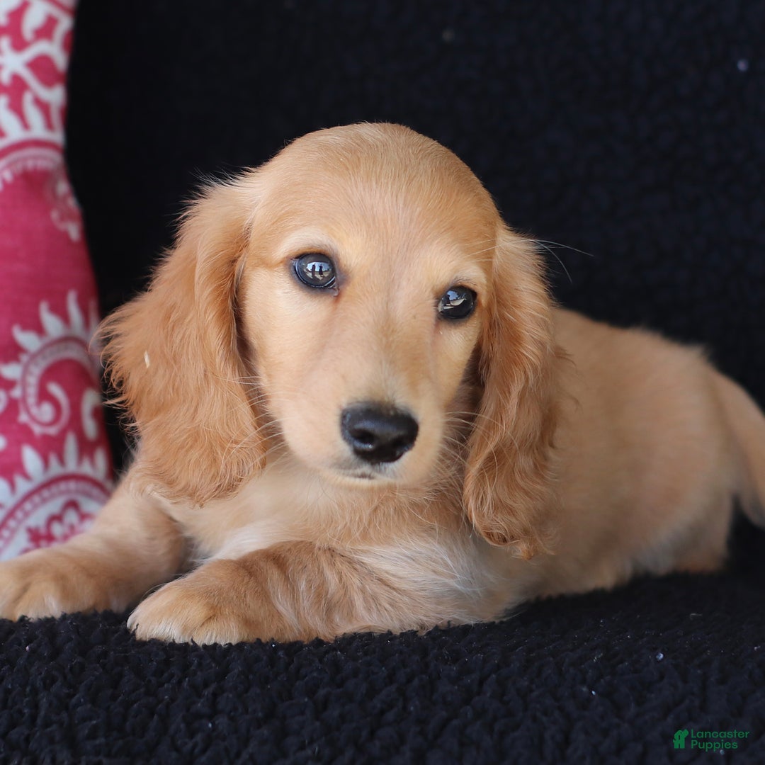 Miniature Dachshund dogs for sale: Frisco - Image 2