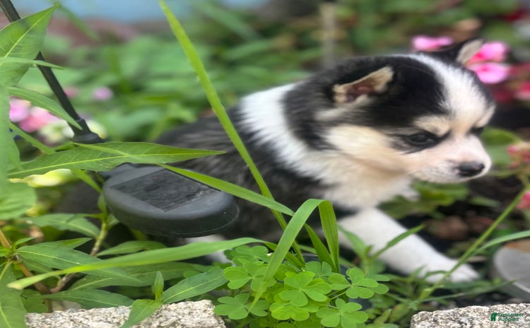 Pomsky dogs for sale - Ad 3