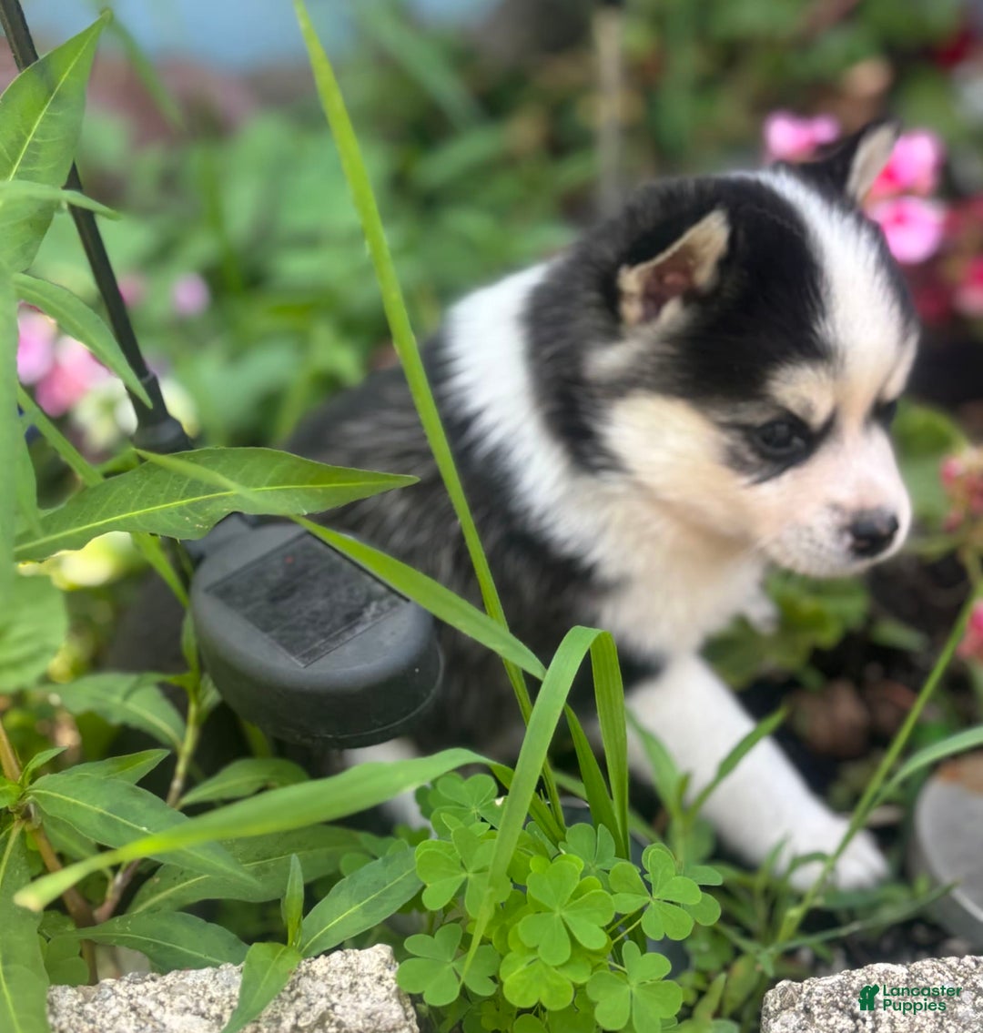 Pomsky dogs for sale: Mylo - Image 1