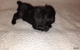 Miniature Schnauzer dogs for sale: Boy2 - Image 21