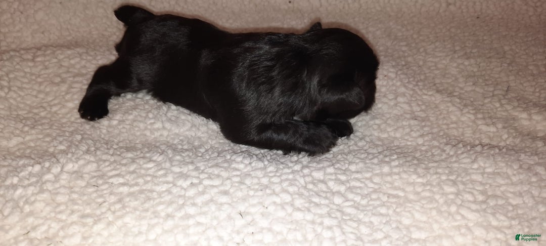Miniature Schnauzer dogs for sale: Boy2 - Image 21