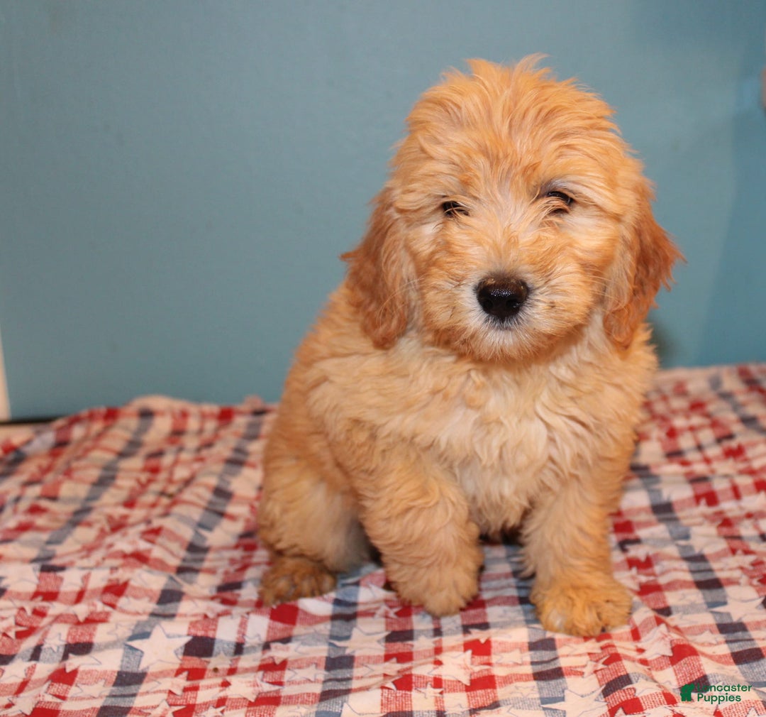 Mini Goldendoodle dogs for sale: May Mini - Image 10