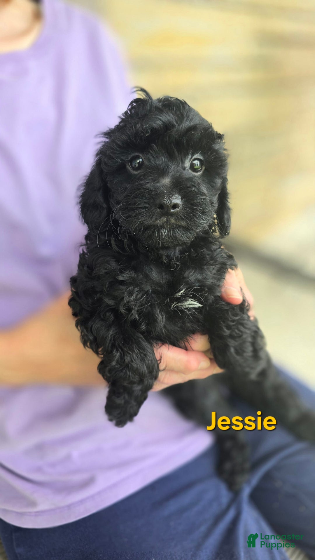 Cavapoo dogs for sale: Jessie - Image 1