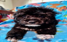 Shihpoo dogs for sale: Duke - Image 1